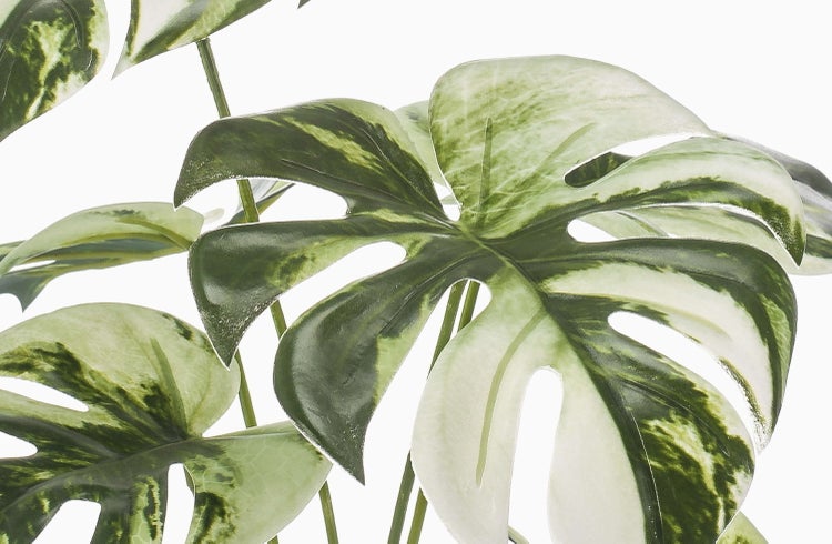 Künstliche Graspflanze mit flauschigen Blütenähren