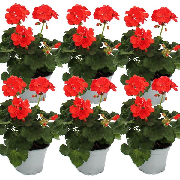 Geranien stehend - Pelargonium zonale - 12cm Topf - Set mit 6 Pflanzen - orange