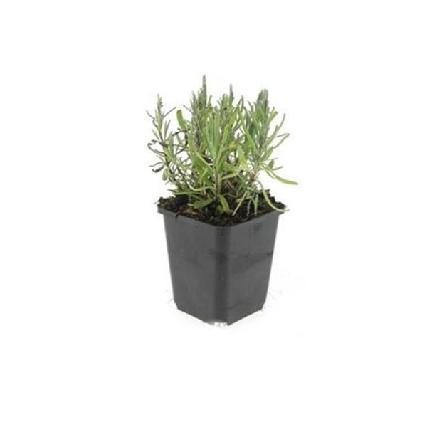 Lavendel-Pflanze - Lavandula angustifolia 'Munstead' - Echter Lavendel - 9cm Topf - Set mit 60 Pflanzen