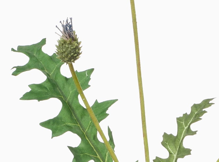 Wildblume mit gezackten grünen Blättern und einer kleinen Blütenknospe an einem langen Stängel.