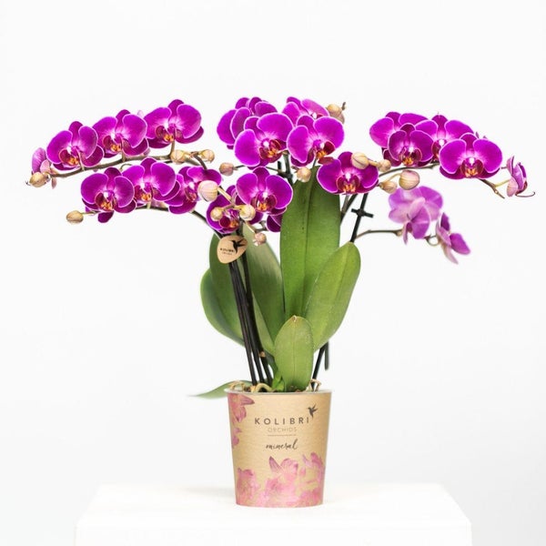 Kolibri Orchids Lila Phalaenopsis Orchidee Morelia Topfgröße 9cm blühende Zimmerpflanze frisch vom Züchter
