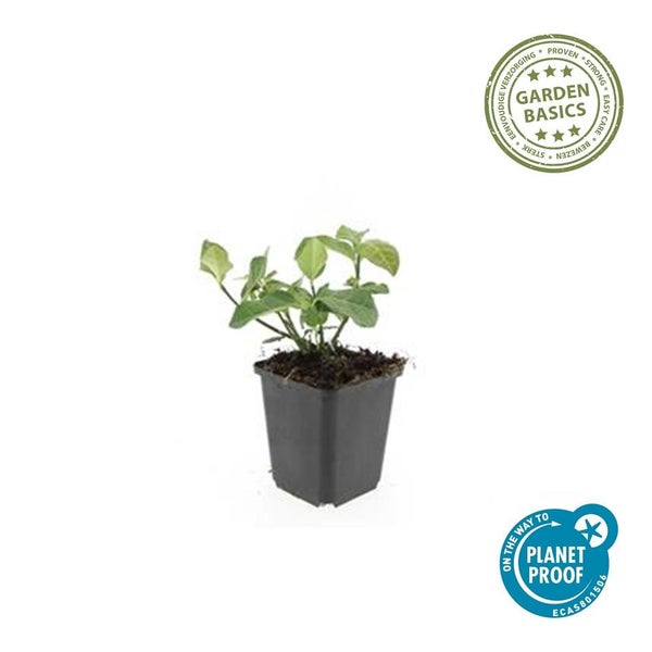 Junge Pflanze in einem schwarzen quadratischen Pflanztopf mit Garden Basics Siegel und On the way to PlanetProof Zertifizierung.
