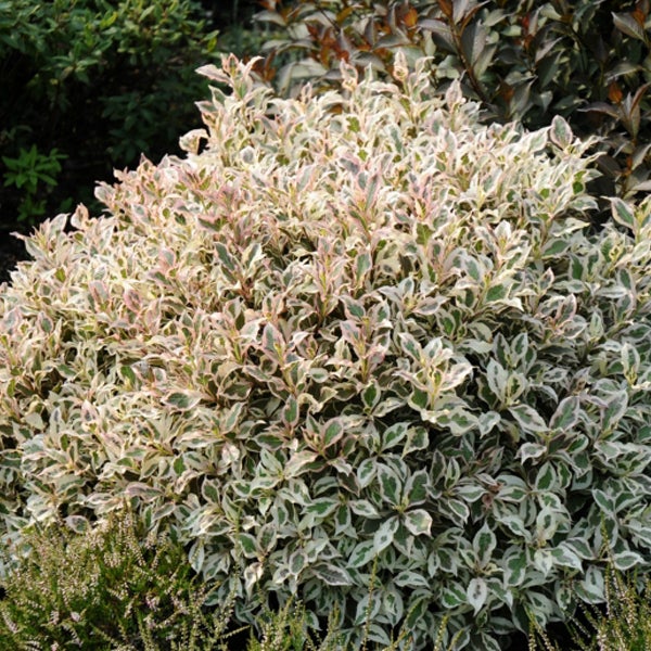 Buchsbaumgewächs mit Blättern