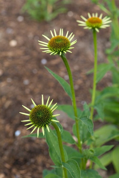 Echinacea purpurea 'Milkshake', Sonnenhut, cremeweiß, ca. 11x11 cm Topf