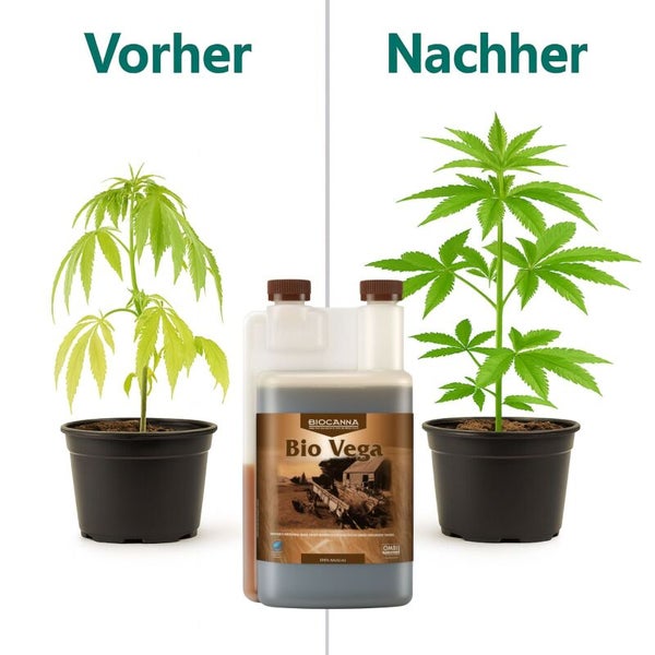 Vorher und Nachher Vergleich einer Cannabispflanze bei Anwendung von Biocanna Bio Vega Pflanzendünger in der Wachstumsphase.