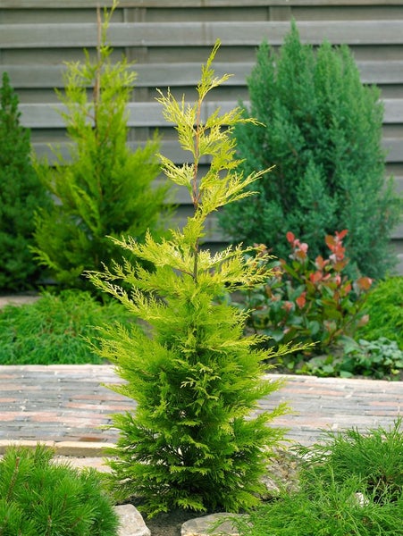 Zypresse im Gartenbeet