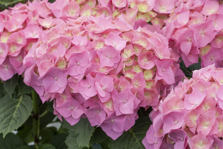 Hydrangea macrophylla 'Bela Rosa', rosa, 30–40 cm