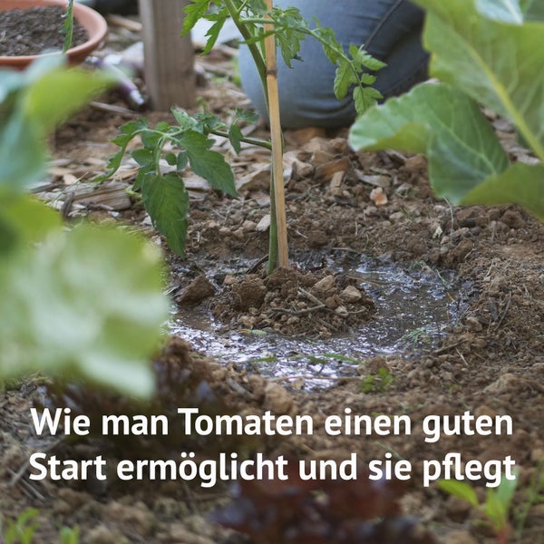 E-Book Tomaten erfolgreich anbauen, digitaler Beetplan, Pflanzplan, Anleitung, Selbstversorgung, Tomatenanzucht von Saatgut bis zur Ernte