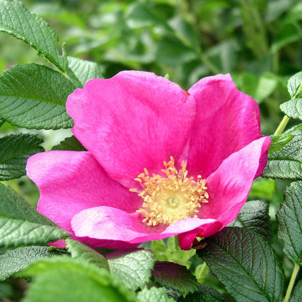 Nahaufnahme einer blühenden Heckenrose