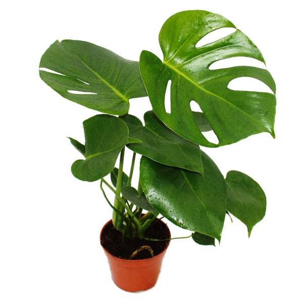 Exotenherz - feuille de fenêtre - Monstera deliciosa - 1 plante - facile d'entretien - purificateur d'air - pot 12cm