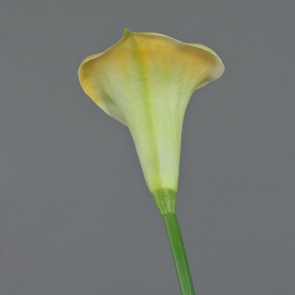Nahaufnahme eines orangefarbenen Zantedeschia Blütenblattes mit strukturierter Oberfläche.