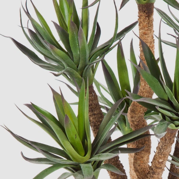 Yucca Zimmerpflanze mit spitzen grünen Blättern und strukturierten braunen Stämmen in der Detailansicht.