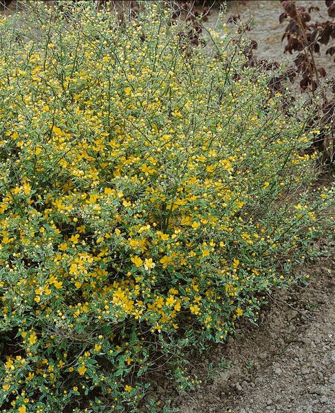 Volle Kerrie Rosenstrauch mit gelben Blüten