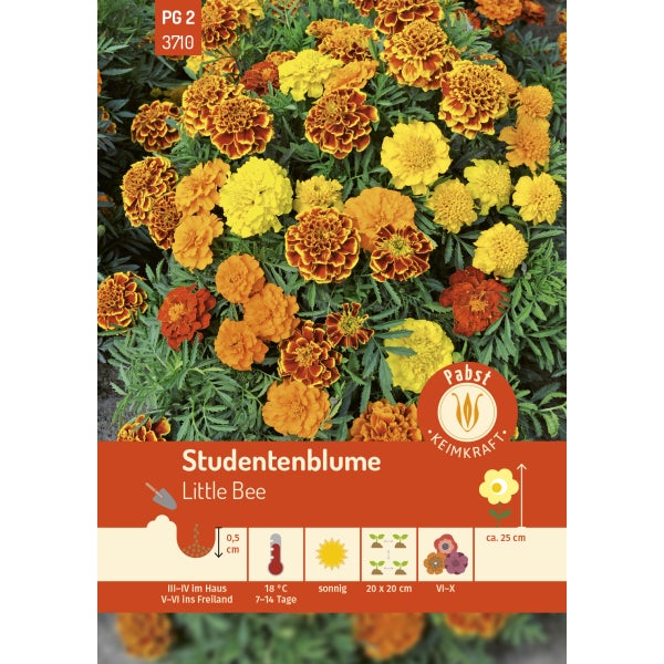 Studentenblume Little Bee Samen von Pabst Keimkraft