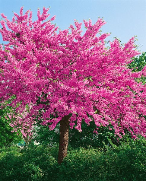 Judasbaum mit zahlreichen pinken Blüten im Frühjahr.