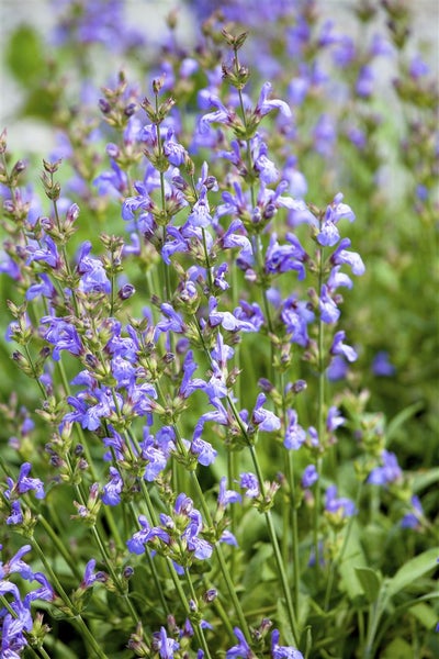 Salvia lavandulifolia, Spanischer Salbei, aromatisch, ca. 9x9 cm Topf