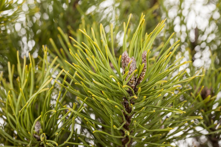 Pinus mugo 'Mughus', Bergkiefer, kompakt, 20–25 cm
