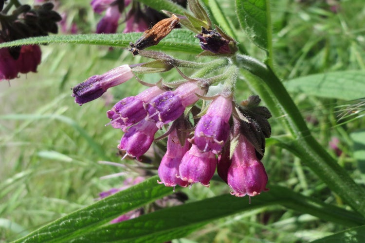 SAFLAX  - Beinwell - Symphytum officinale - 15 Samen