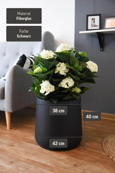 Schwarzer runder Pflanzkübel aus Fiberglas mit weißer Hortensie. Maße: Durchmesser oben 38 Zentimeter, unten 42 Zentimeter, Höhe 40 Zentimeter.
