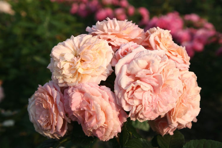 Rosa 'Amaretto', Edelrose, apricot, 5-7,5 Liter Container
