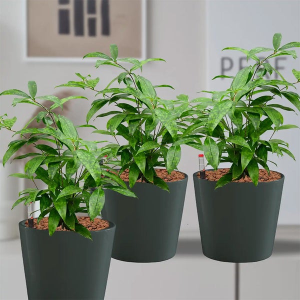 Drei Aspidistra-Pflanzen in Töpfen