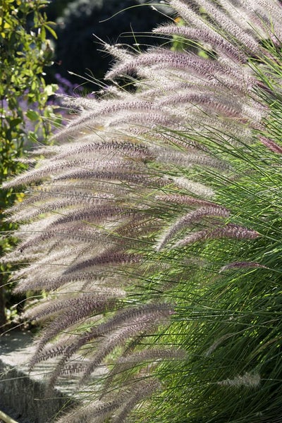 Dekoratives Lampenputzergras im Garten.