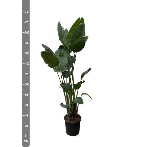 Paradiesvogelblume Nicolai XXL - 250 cm - ø50