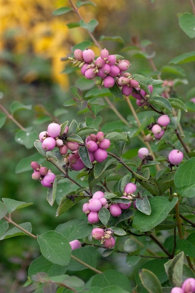 Symphoricarpos doorenbosii 'Magical Candy', Schneebeere, rosa, 40–60 cm