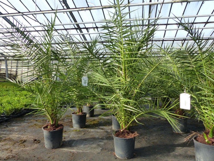 Palme 90-120 cm, Phoenix canariensis, kanarische Dattelpalme, kräftige Palmen, keine Jungpflanzen