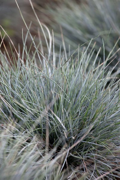 Festuca cinerea 'Azurit', Blauschwingel, ca. 9x9 cm Topf