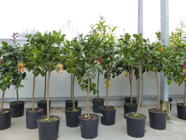 Mehrere Zitronenbäumchen in schwarzen Töpfen