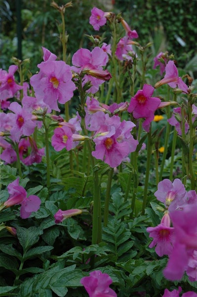 Incarvillea delavayi, Rosentrichterwinde, rosa Blüten, ca. 11x11 cm Topf