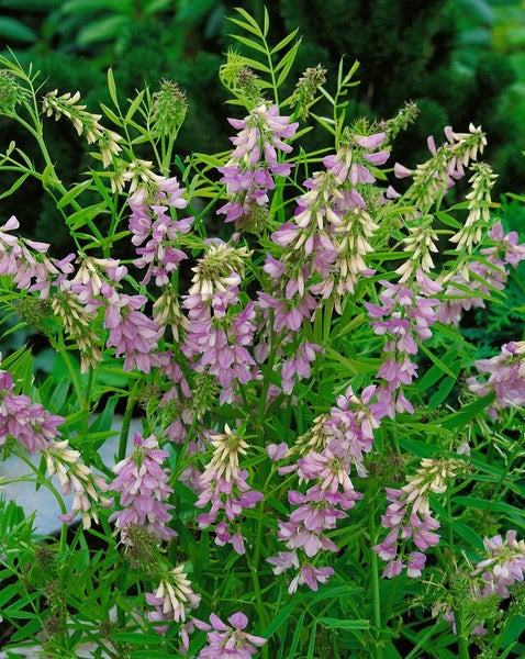 Galega officinalis, Geißraute, ca. 9x9 cm Topf, robust