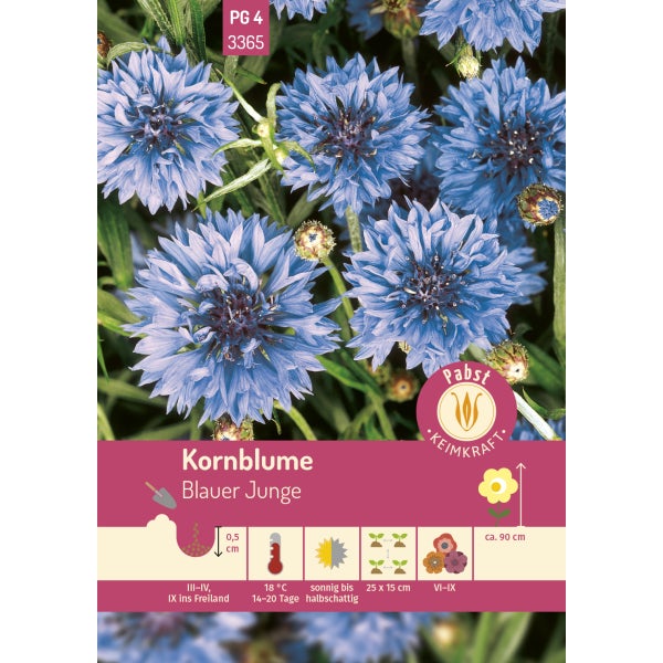 Kornblume Blauer Junge Samen von Pabst Keimkraft