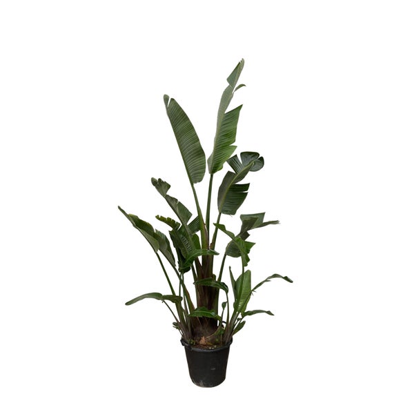 Baum-Strelitzie Augusta– 250 cm – ⌀45