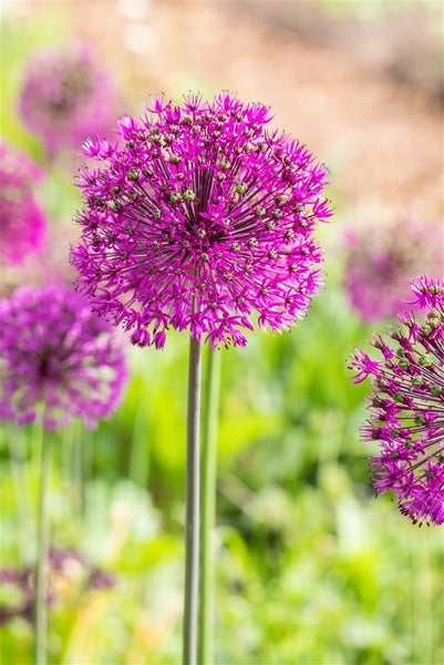Nahaufnahme von Zierlauchblüten im Garten.