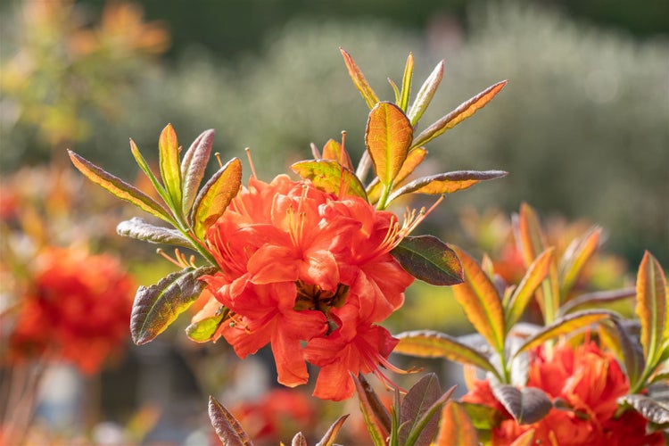 Rhododendron luteum 'Fireball', gelb-orange, 40–50 cm