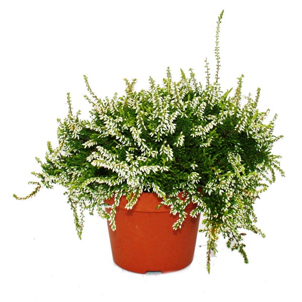 Hängende Calluna Set mit 3 Pflanzen hängende Besenheide Heidepflanze winterhart 12cm Topf weiss