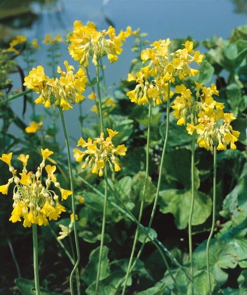 Primula florindae, Duft-Primel, gelb, ca. 9x9 cm Topf