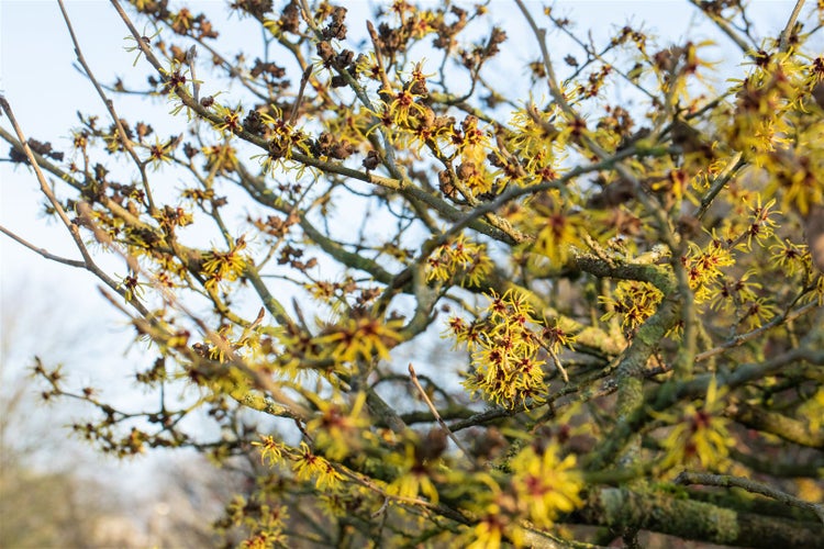 Hamamelis intermedia 'Westerstede', Zaubernuss, gelb, 40–60 cm