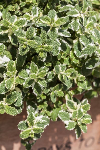 Mentha arvensis, Ackerminze, aromatisch, ca. 9x9 cm Topf