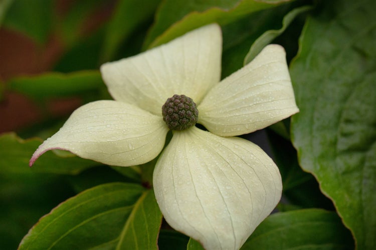 Cornus kousa chinensis 'Claudia', Chinesischer Blumen-Hartriegel, 40–60 cm