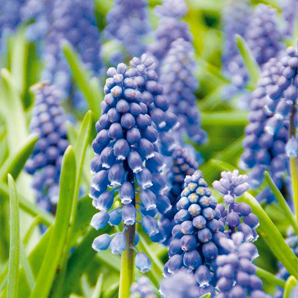 Bloomique - Mischung aus 50 - Muscari Armeniacum - Traubenhyazinthe - blaue Trauben - Blumenzwiebeln - Frühlingsblüte - mehrjährige Pflanzen - wird 10-15 cm groß