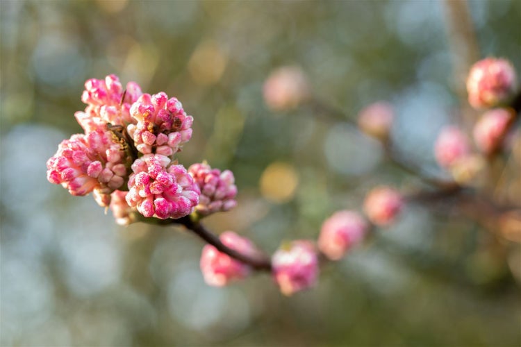 Viburnum bodnantense 'Charles Lamont', Duftschneeball, rosa, 40–60 cm