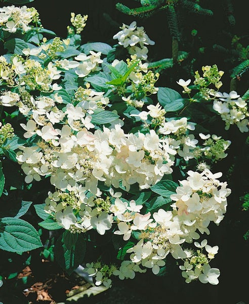 Hydrangea paniculata 'Pink Diamond', Rispenhortensie, rosa, 40–60 cm