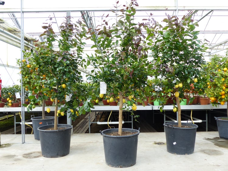 Zitrus Zitronenbaum 200 - 230 cm Zitrone Citrus Limon Zitruspflanze - purer Zitrusduft
