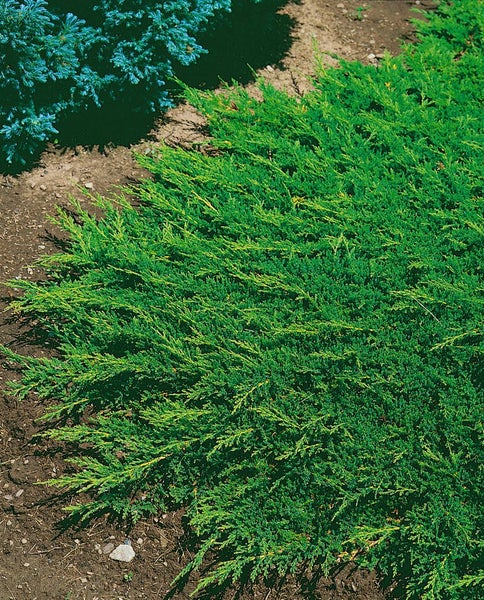 Juniperus horizontalis 'Prince of Wales', Kriech-Wacholder, 20–30 cm
