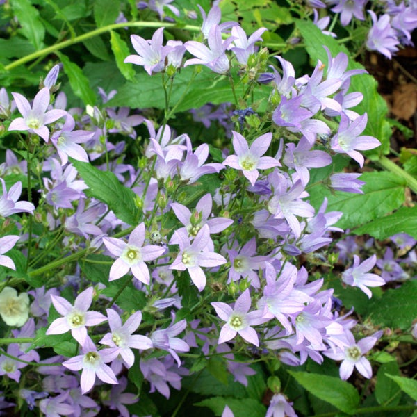 Glockenblumen mit sternförmigen Blüten