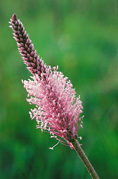 Plantago lanceolata, Spitzwegerich, ca. 9x9 cm Topf