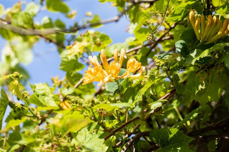 Lonicera tellmanniana, Tellmanns Geißblatt, orange-gelb, 100–150 cm